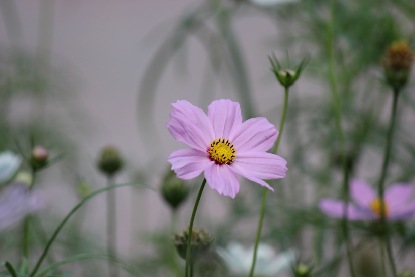 sujan's photography